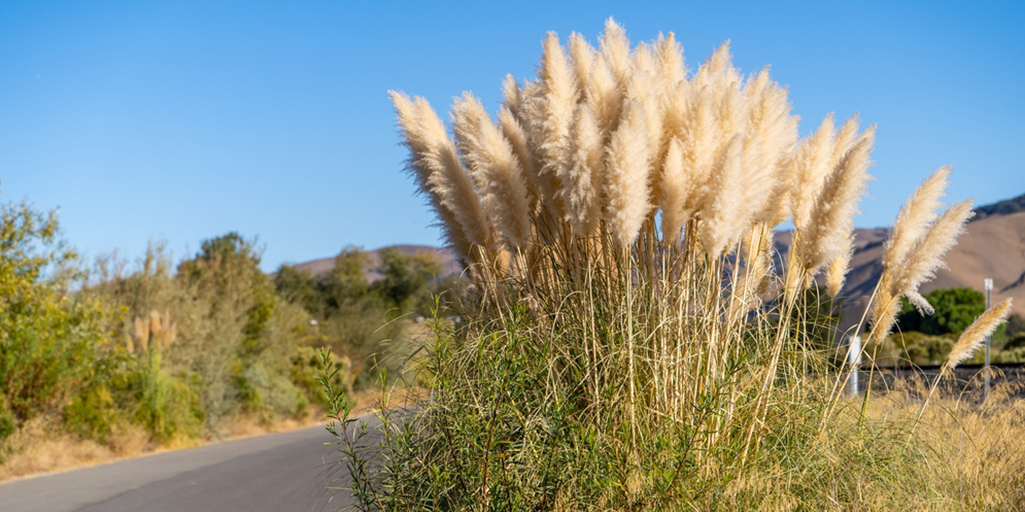 Hierba de las Pampas